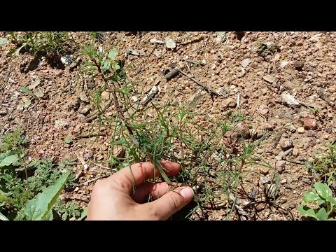 How to Identify Russian thistle (Salsoa spp.)