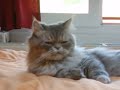mon-chat-aime-la-musique.html