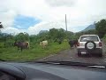 Modern day cow herding