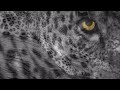 Minilogue – leopard