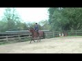 'Numpty' (canter)