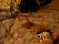 Chihuahua Puppy Chases Adult Chihuahua Part I