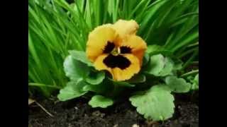 flower blooming