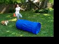 Lola's extended agility run through!