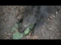 Boar hunt in Austria