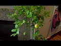I uploaded a YouTube video -- Meyer Lemon Tree update http://www.youtube.com/watch?v=NnfIJ-PfYc0&feature=autoshare_twitter