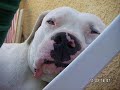 Il vero volto del dogo argentino Il vero volto del dogo argentino