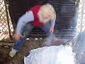 Cooking turkey in an earth oven/torches celebratoin Cooking turkey in an earth oven/torches celebratoin