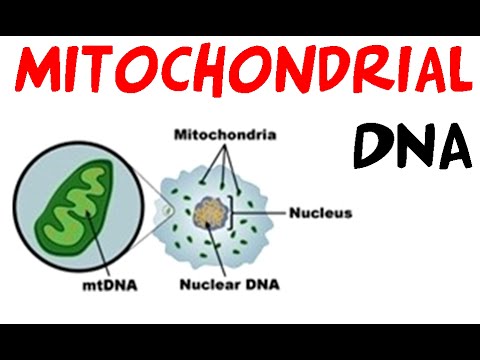 how to isolate mtdna