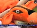 Zoobies on CBS News Zoobies on CBS News
