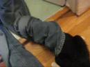 Got Cats in your Pants?