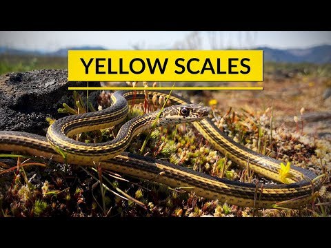 YouTube reptile video