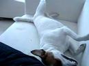 Play dead....pang!