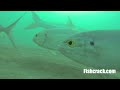 Incredible-Underwater-Tarpon-Fishing-Footage-With-GoPro-3