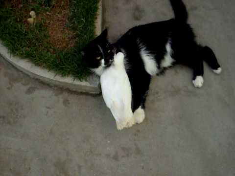 O amor entre um gato e um pombo cego