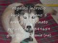 videos de regalasi husky  siberiano incrociato cercasi padrone