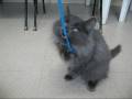 videos de Puce