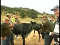 2� DOMA DE BUEYES GANADERIA D. BENITO MORA 2008
