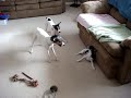 RAT TERRIER BARKING MAD