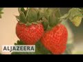 Japan portable farm heads for Qatar