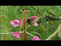 Grizzly man mourns sleeping bumblebee