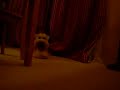 Winston the Wheaten playing. Winston the Wheaten playing.