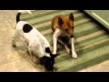 2010-03-09 | Rudy ~> First video of Rudy a 12 weeks old Rat Terrier/Queensland Heeler mix ... Rudy sit ... (<span>0:)