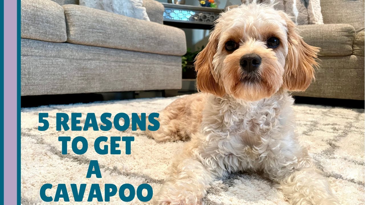5 REAL Reasons You Should Get a Cavapoo 🐶 | What You Need to Know