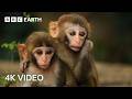 AWE-INSPIRING NATURE SCENES IN 4K UHD | BBC E ..