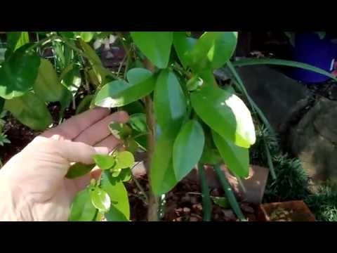 how to fertilize dwarf lemon tree