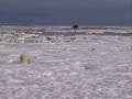 National Geographic Polar Bear Mom protects cubs