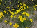 Sonoran Wildflowers - 1