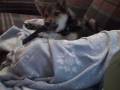 videos de Ronin Chews his Dental Bone