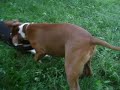 puppies playing