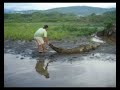 Tarcoles River Crocodile!
