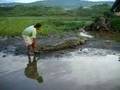 Tarcoles-River-Croco