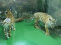 Tiger Fight Tiger Fight