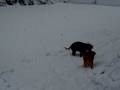 Shelby the Snow Dog