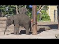 Baby Elephant Stuck in Tire