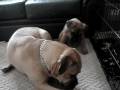 GURJEET AND TALLULAH PLAYING GURJEET AND TALLULAH PLAYING