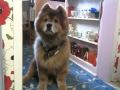 Singing to my chow chow dog