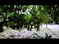 Chotto Shot video test