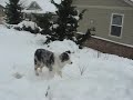 Riley Snow Dog