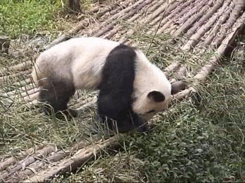 lazy panda - Chengdu Giant Panda Breeding Research Base, home to worlds biggest group of artificially-bred giant pandas, is the only place in the world where these cuddly...