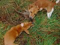 Plummer Terriers Ratting 2 Plummer Terriers Ratting 2