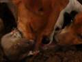 Plummer Terriers Ratting 2