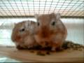 videos de I love my gerbils