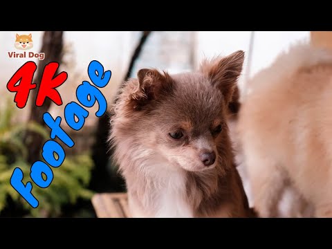Những Cảnh Quay Đẹp Chất Lượng 4K Viral Dog Tập 9