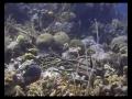 Bonaire Reef Scenes