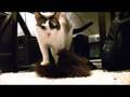 Egon Loves Wolf Mask UNEDITED CLIP 2